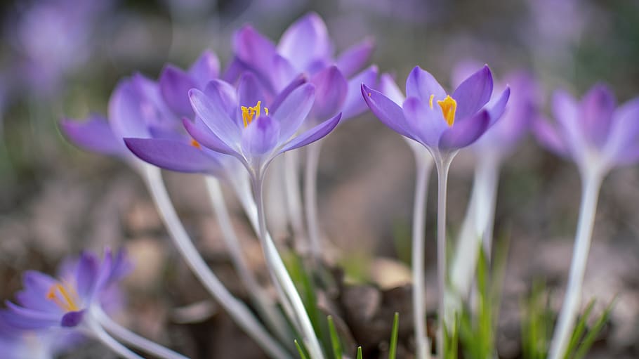 crocuses, spring, plants, purple, nature, flower, flowering plant HD wallpaper