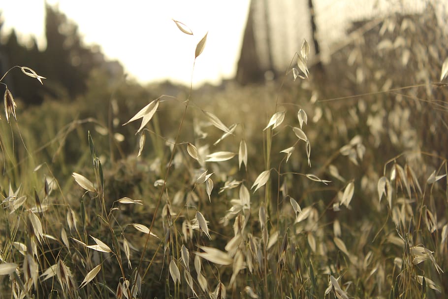 jordan, madaba, plant, growth, field, land, nature, selective focus HD wallpaper