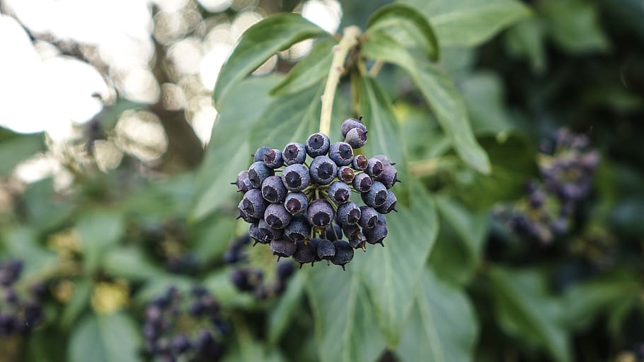 fruit, plant, food, blueberry, photo, photography, grapes, animal