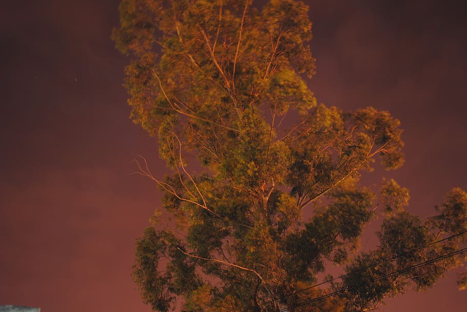 argentina, monte caseros, tree, sky, plant, nature, beauty in nature HD wallpaper