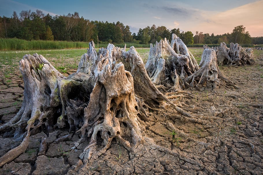 root, tree stump, dehydrated, lake, drought, old, weathered HD wallpaper