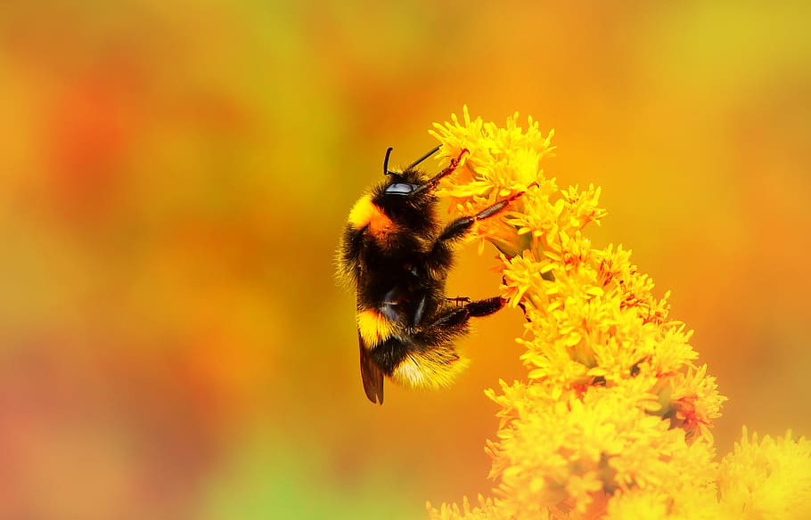 bee pollinating flower during daytime, invertebrate, animal themes HD wallpaper