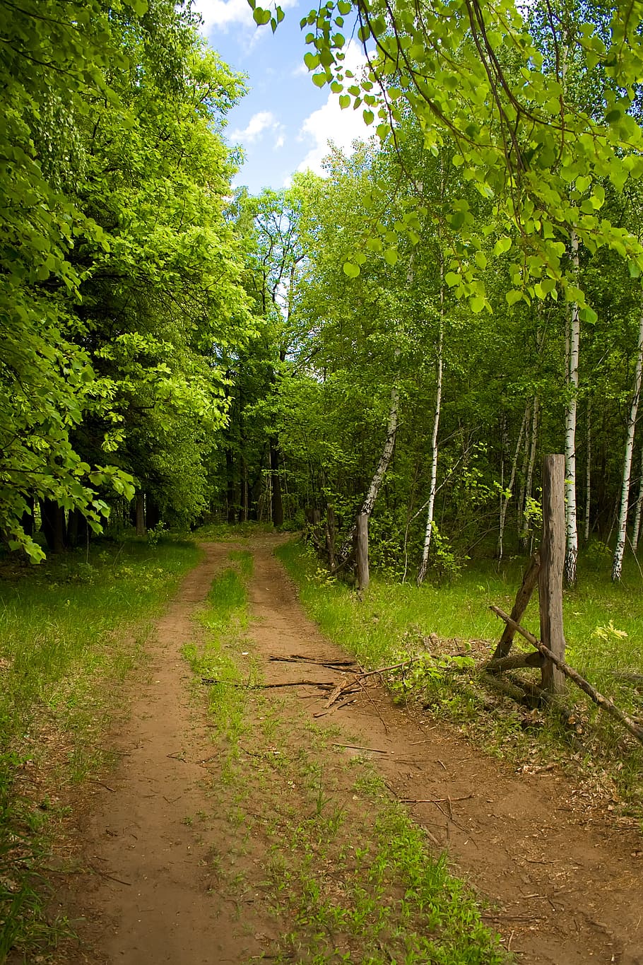day, daylight, environment, foliage, forest, green, landscape HD wallpaper