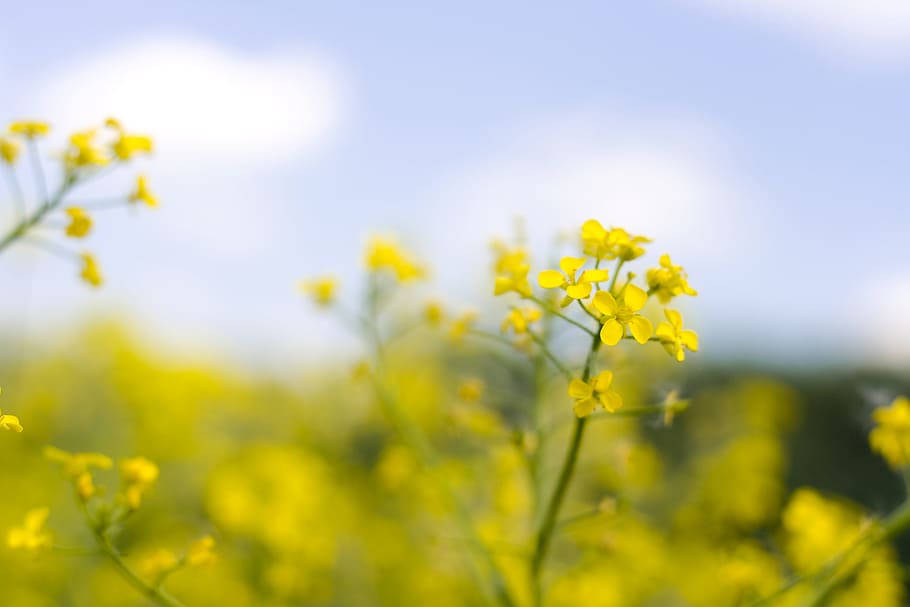 flower, con2011, nature, yellow, flowering plant, freshness HD wallpaper