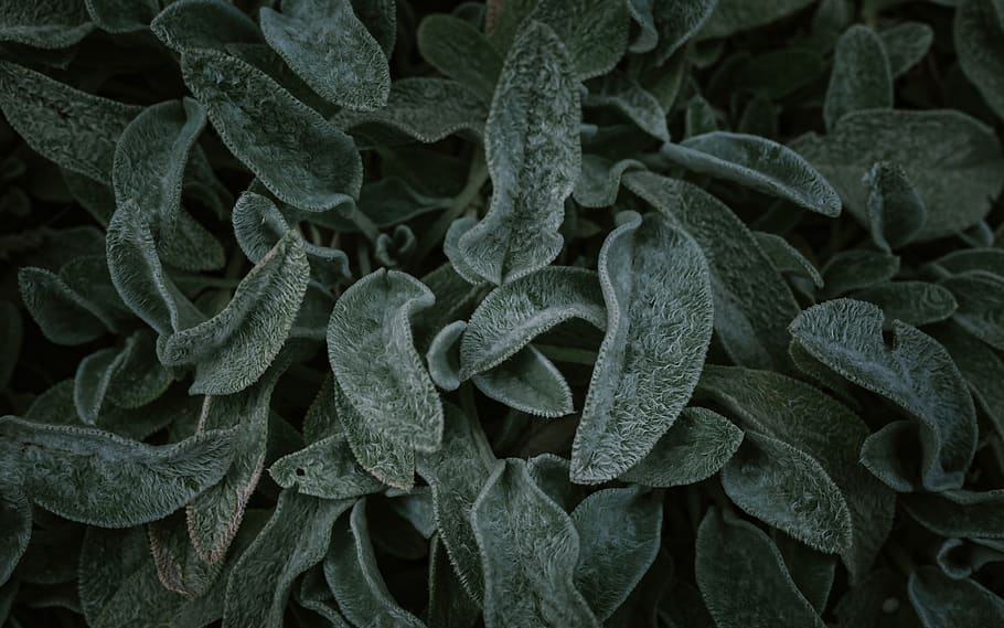 green leafed plant, plant part, growth, full frame, no people HD wallpaper