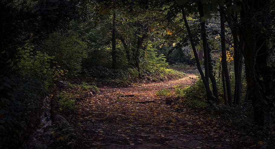 leaf, fall, autumn, path, forest, trees, plant, nature, dark HD wallpaper
