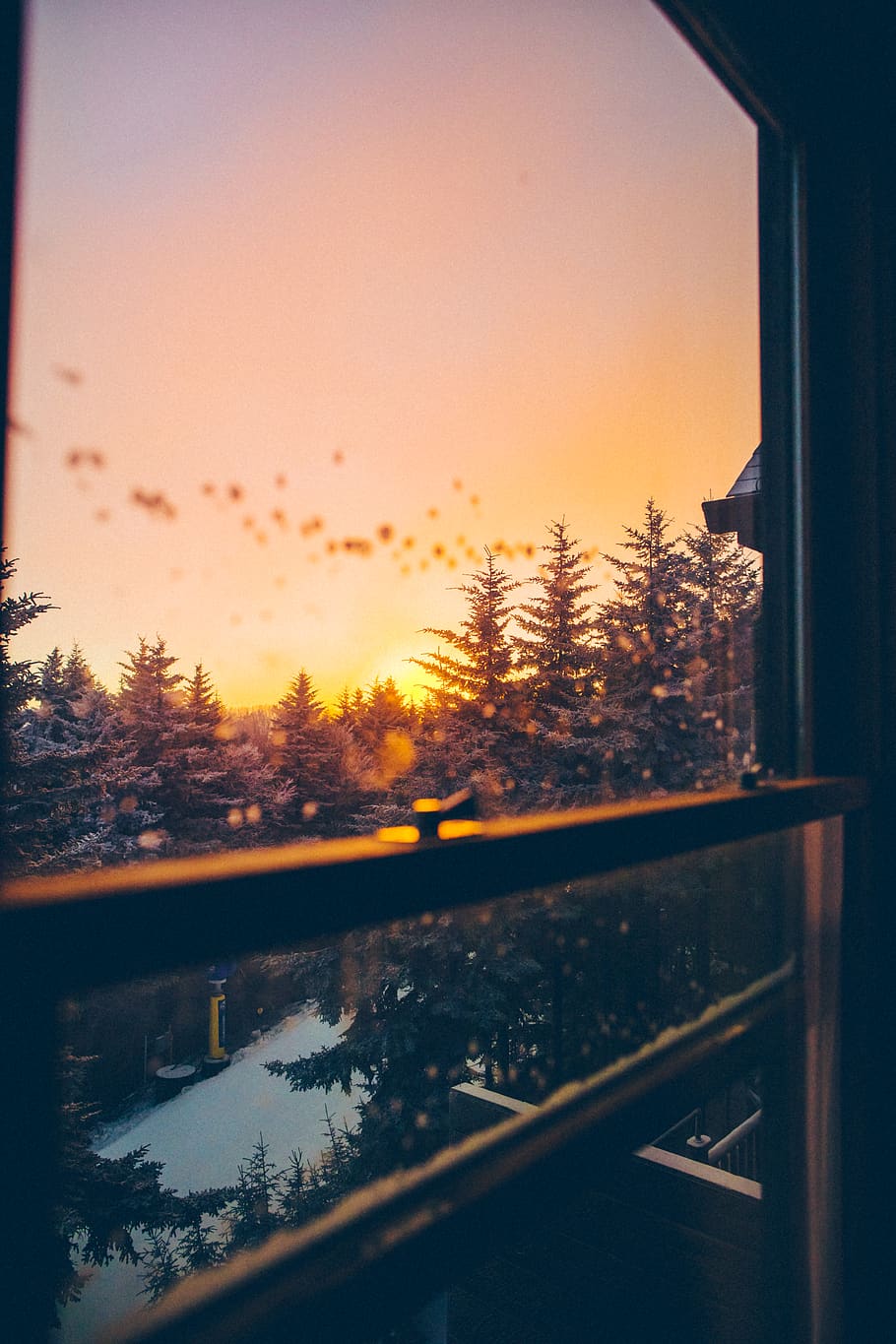 green-leafed trees, wallpaper, evergreen, spruce, forest, windowpane HD wallpaper