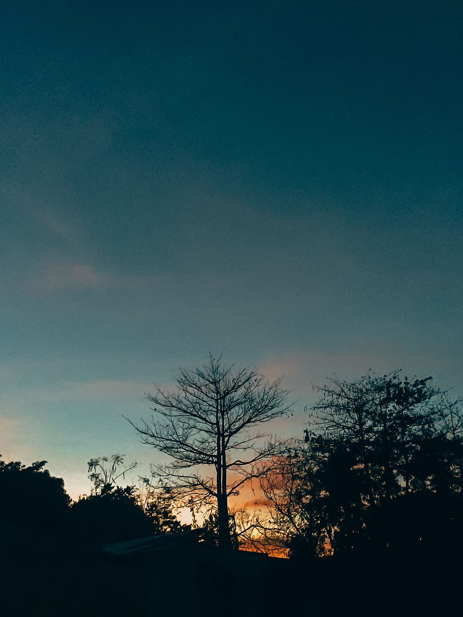 Silhouette of Lone Tree, backlit, clouds, dark, dusk, evening HD wallpaper