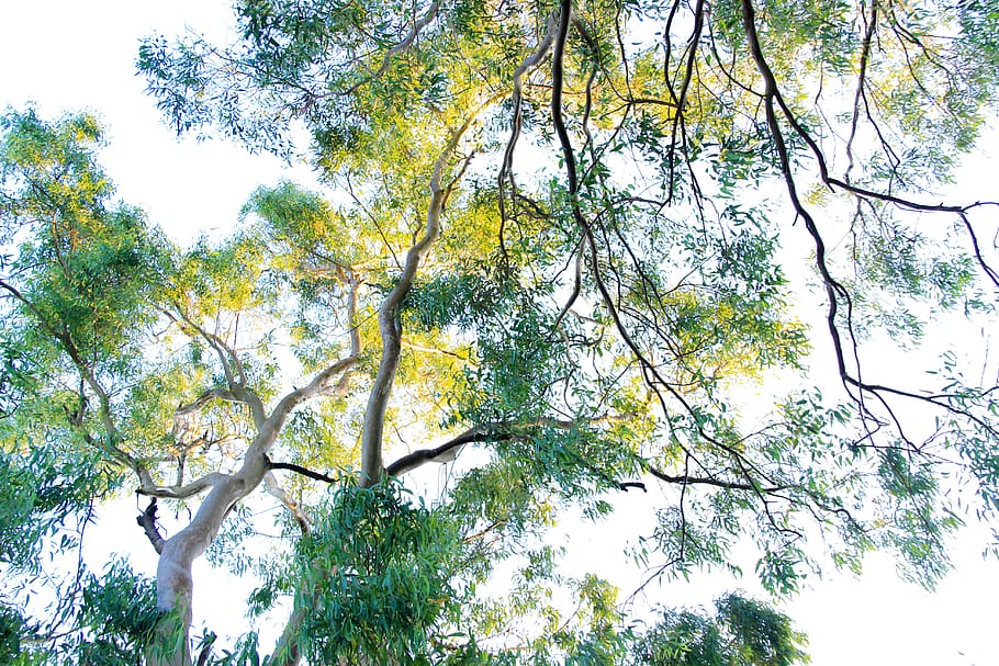 Worm's Eye View of Green Leafed Trees, branches, low angle shot HD wallpaper