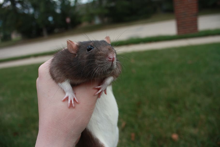 rat, grass, pet, hand, human hand, one animal, mammal, human body part HD wallpaper
