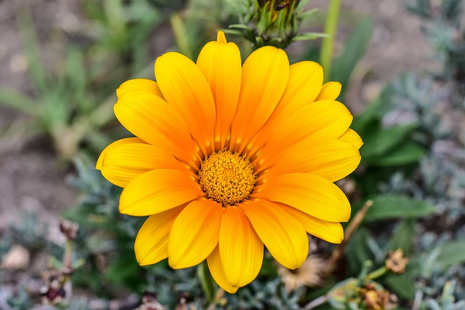 flower gérbel, beautiful flower, nature, yellow, flowering plant, HD wallpaper