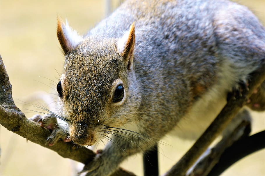 squirrel, young, staring, perched, eating, furry, cute, whiskers HD wallpaper