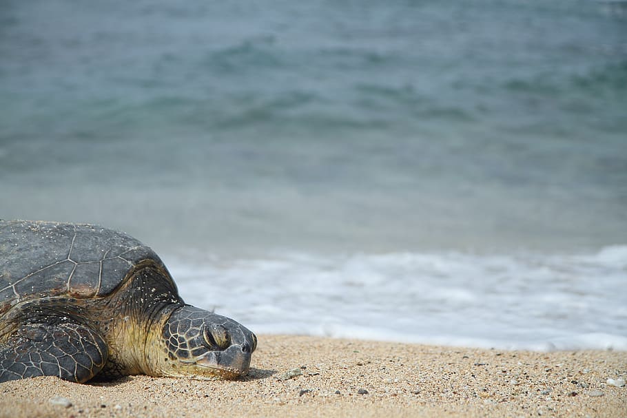 turtle, oahu, beach, nap, lazy, nature, easy, pacific, sandy, HD wallpaper