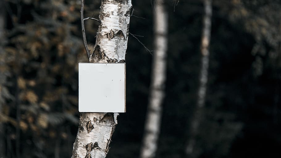 forest, whiteboard, write, sign, walk, tourist, trunk, tree HD wallpaper