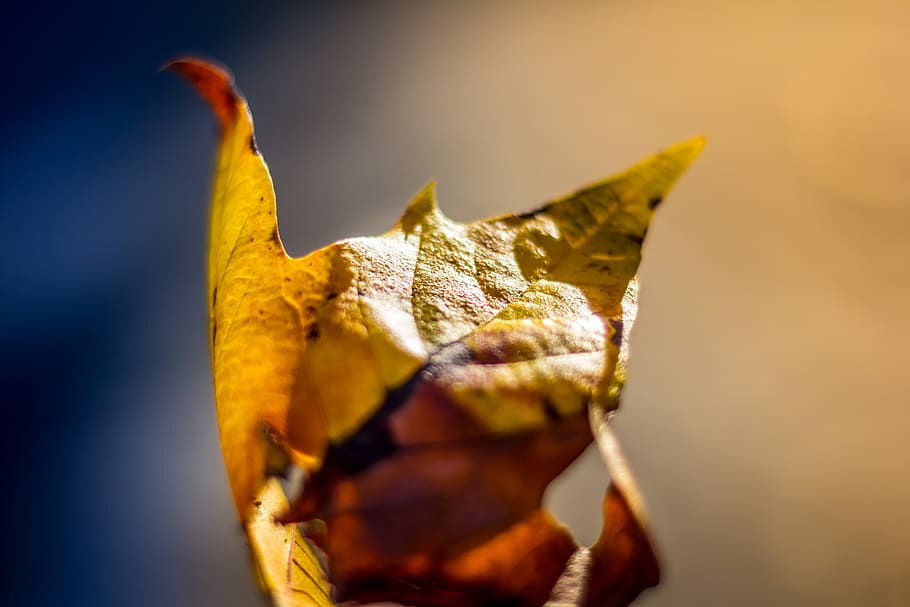 leaf, fall, autumn, nature, close-up, plant part, no people HD wallpaper