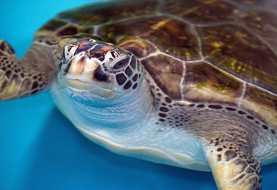 brown turtle on body of water, david clode, australia, green sea turtle, HD wallpaper