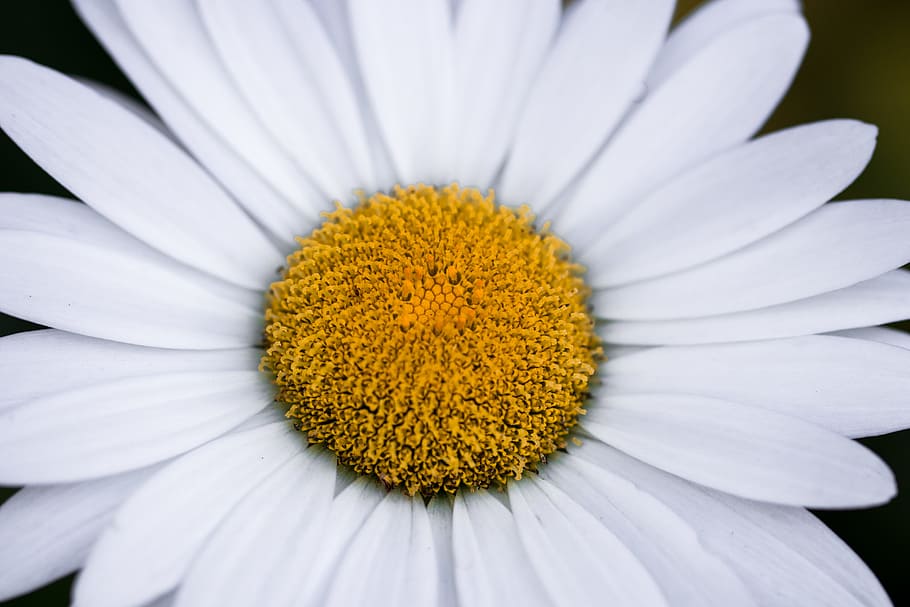 white daisy flower, bloom, blooming, white petals, white and yellow HD wallpaper