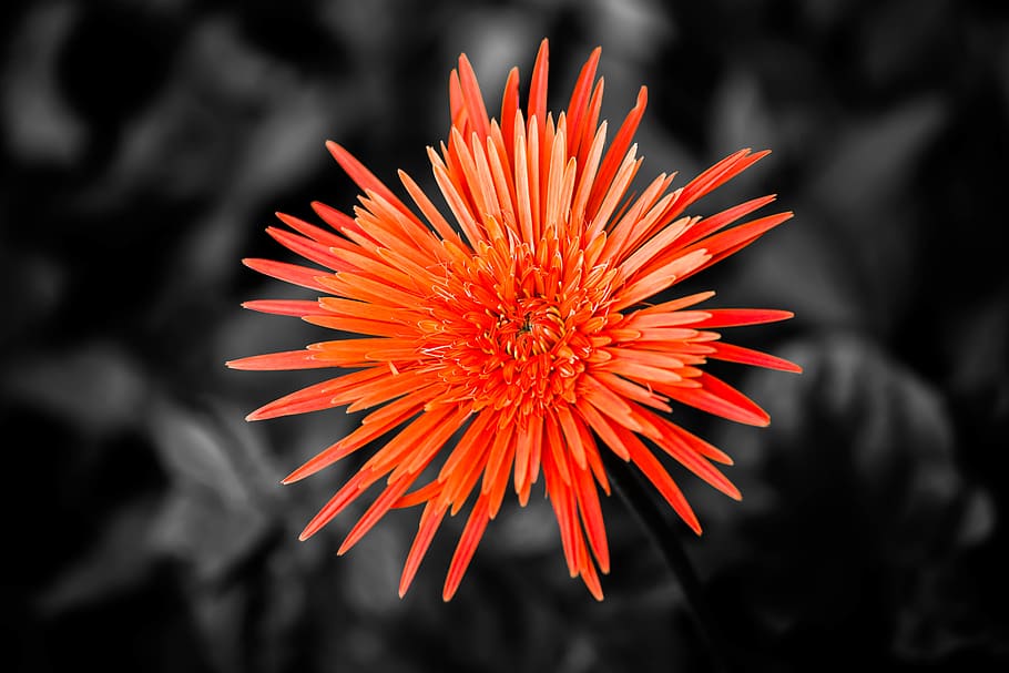 flower, orange, flowering plant, beauty in nature, petal, flower head HD wallpaper