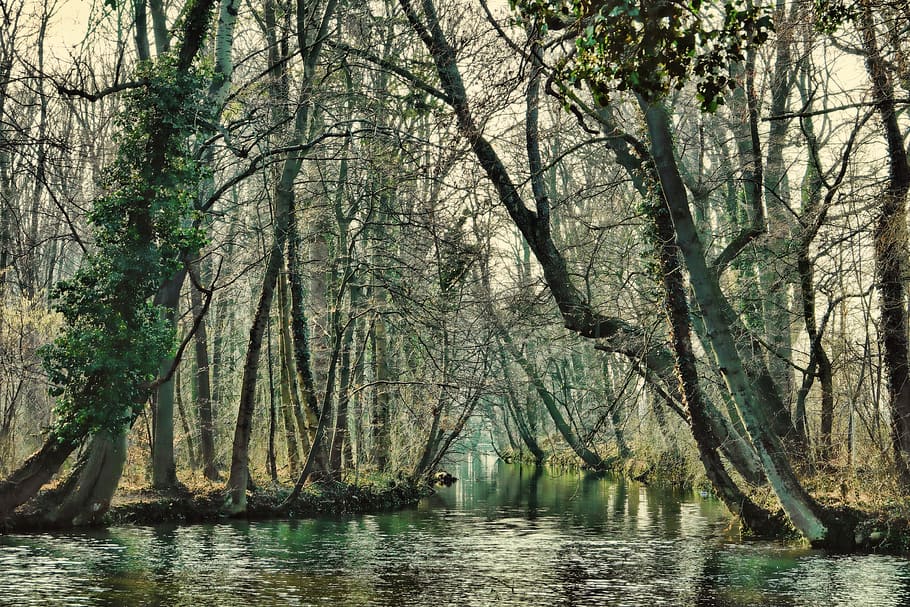 tree, wood, winter, river, nature, waters, landscape, tranquility HD wallpaper