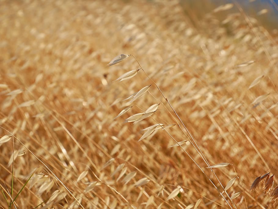 field, autumn, grass, feather, sunny, agriculture, crop, plant HD wallpaper