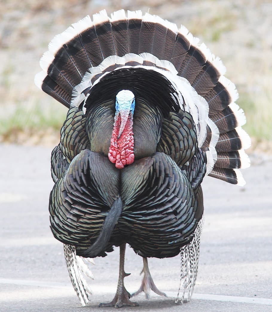 turkey, bird, close up, portrait, profile, gobbler, thanksgiving, HD wallpaper