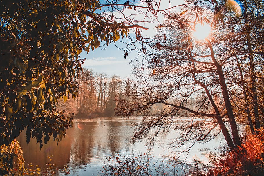 pond, park, sun, cold, beginning of winter, mood, quiet, walk HD wallpaper