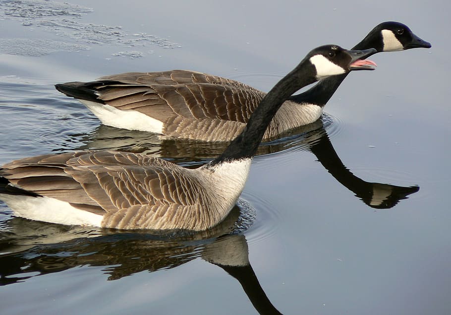 canadian, geese, goose, bird, swimming, lake, river, nature, HD wallpaper