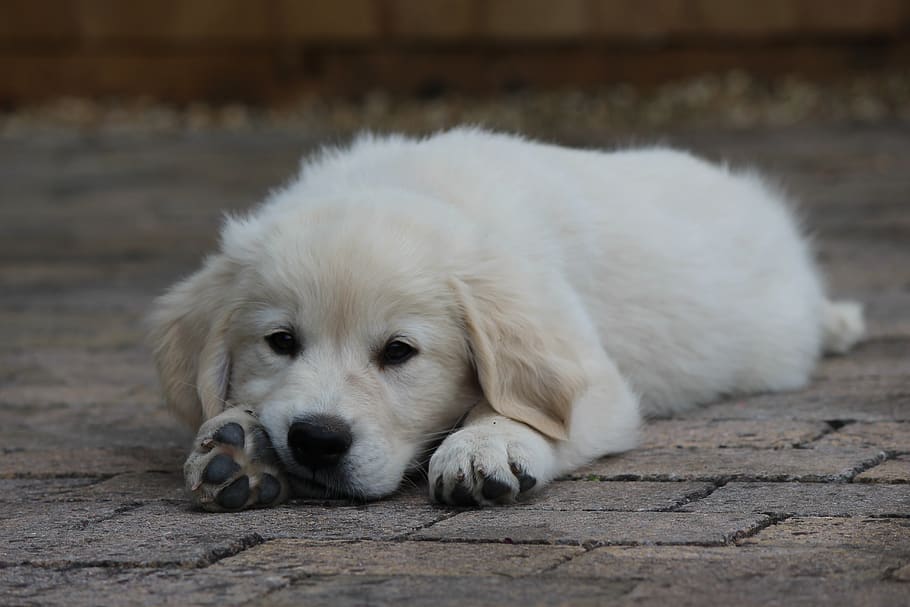 puppy, dog, mammal, pets, canine, one animal, domestic, domestic animals HD wallpaper