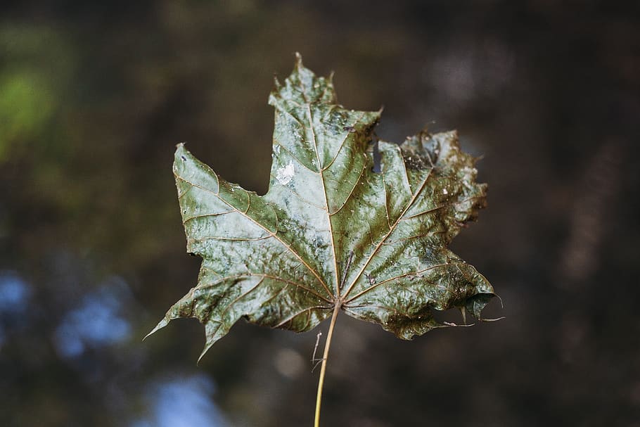 green leaf, plant, tree, maple, maple leaf, animal, invertebrate HD wallpaper