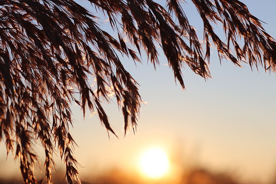 reed, sunset, grass, dusk, sky, plant, beauty in nature, growth HD wallpaper