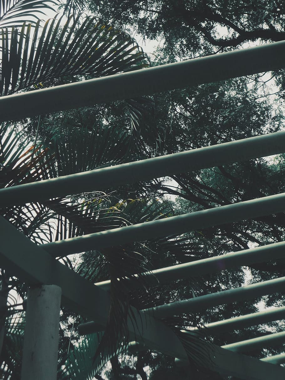 Green-leafed Trees, architecture, low angle shot, palm, plant HD wallpaper