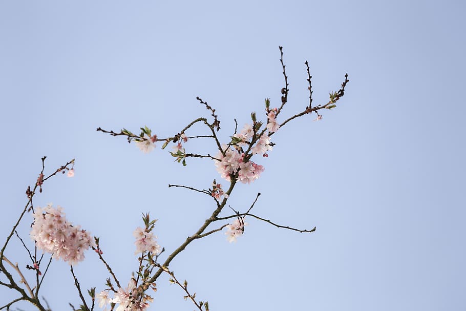 flower, tree, blossom, sky, cherry tree, branch, plant, flowering plant HD wallpaper