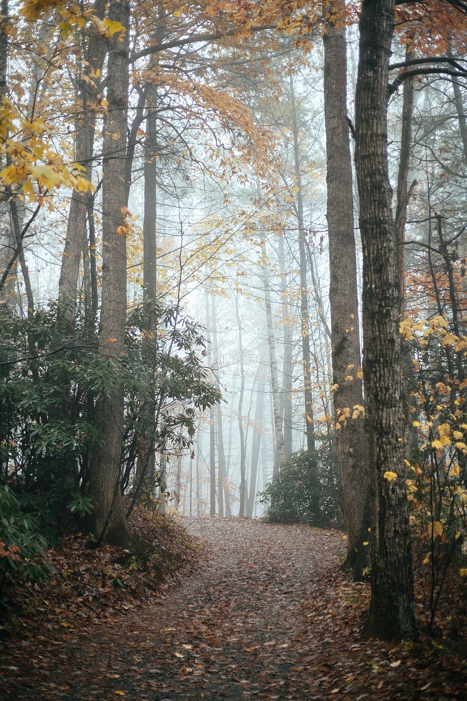 forest covered in fog, plant, tree, tree trunk, path, nature HD wallpaper