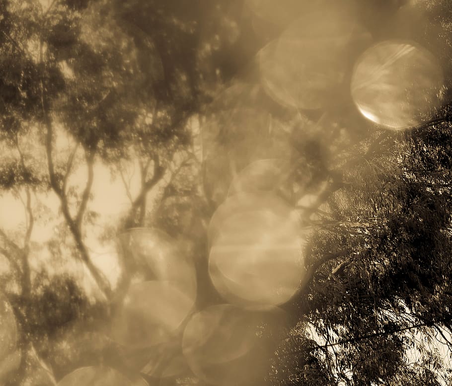 trees, light, creative play, plant, nature, no people, day HD wallpaper