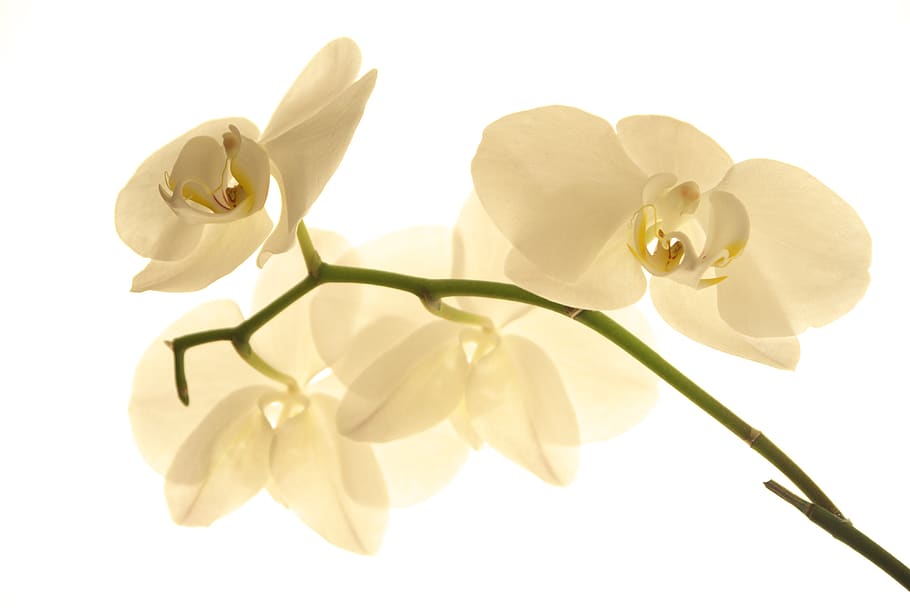 flower, nature, petal, tropical, plant, orchid, botany, tropical blooms HD wallpaper