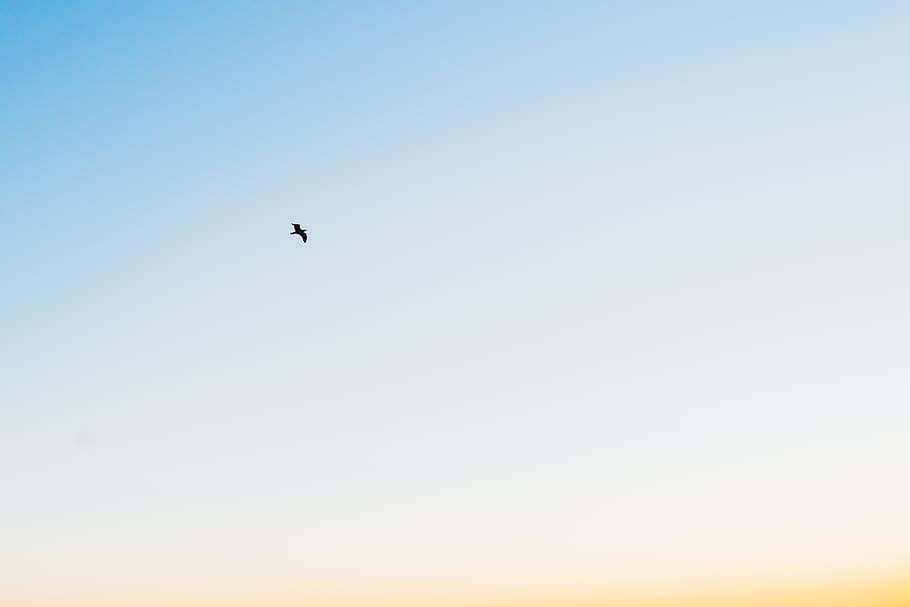 blue, sky, sunshine, summer, bird, animals, flying, low angle view HD wallpaper