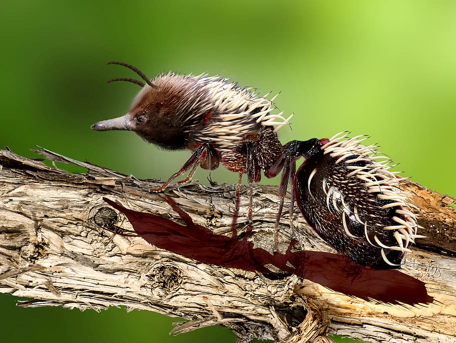 echidna, digiart, ant, hedgehog, computer art, insect, animal HD wallpaper