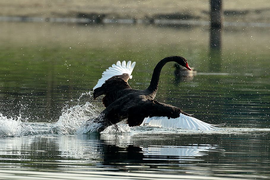 swan, nero, waters, bird, animal, animal themes, animals in the wild HD wallpaper