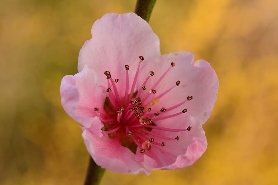 flower, pistilli, spring, petals, pesco, blossomed, flowering plant HD wallpaper