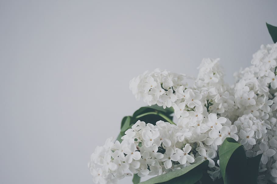 white flowers, flowering plant, vulnerability, beauty in nature HD wallpaper