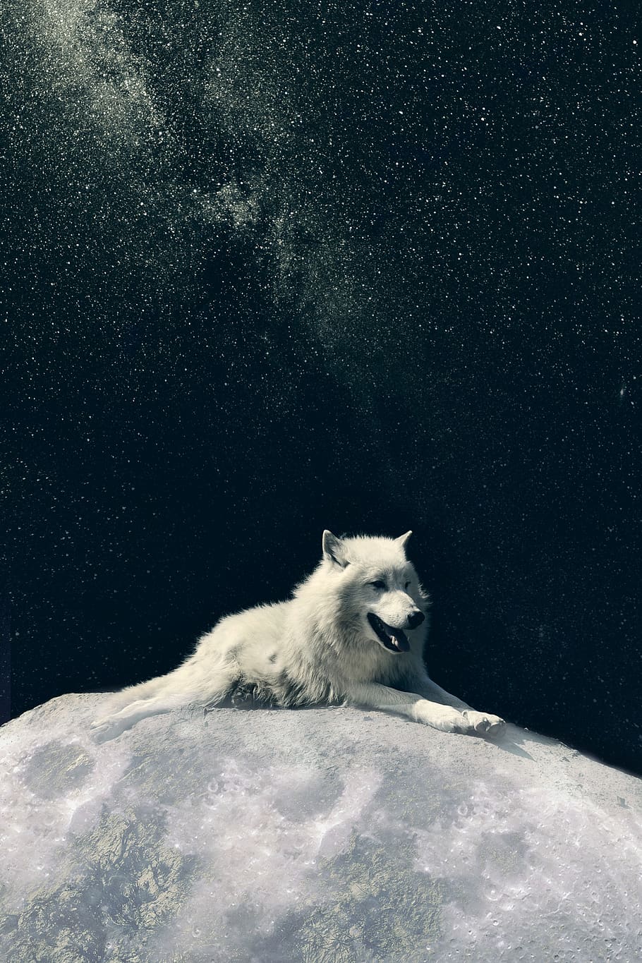 HD wallpaper: wolf, dog, moon, phone wallpaper, mammal, one animal, animal  themes | Wallpaper Flare