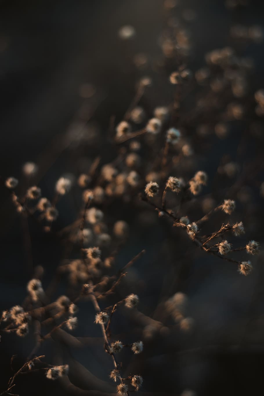 white cluster flowers, nature, outdoors, light, flare, scenery HD wallpaper