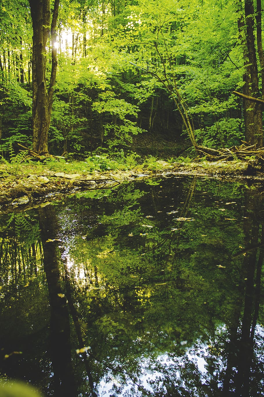 romania, lake, trees, forest, water, reflection, plant, tranquility HD wallpaper