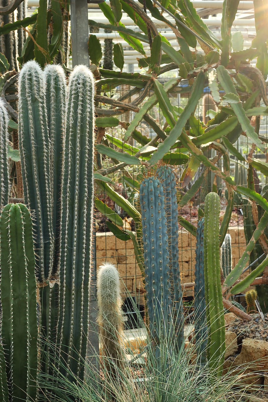 green cactus plant, succulent plant, growth, nature, day, green color HD wallpaper