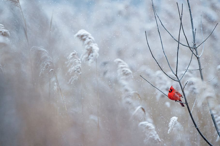 red, bird, branch, grass, outdoor, nature, snow, winter, cold temperature HD wallpaper