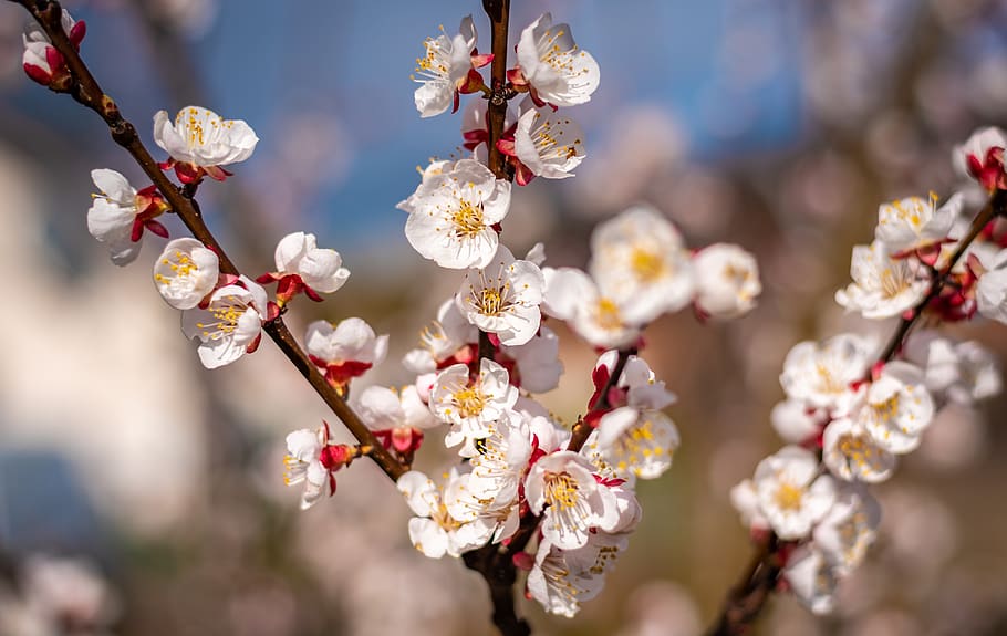 flowers, spring, apricots, close up, garden, nature, bloom HD wallpaper