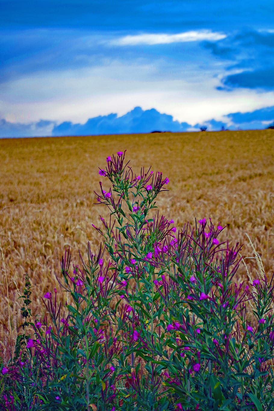 cornfield, summer, flower, cornflower, cereals, nature, agriculture HD wallpaper