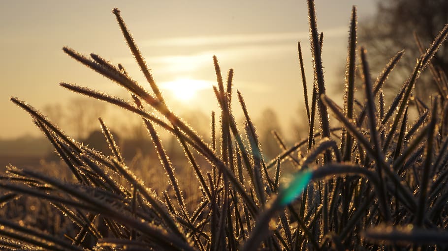 grass, winter, sunrise, landscape, cold, frost, nature, hoarfrost HD wallpaper