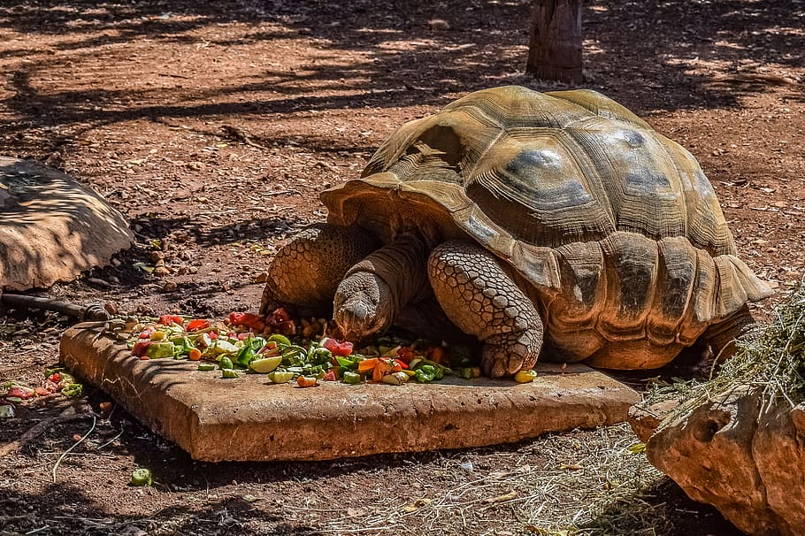 turtle, giant, reptile, tortoise, animal, eating, zoo, vertebrate HD wallpaper