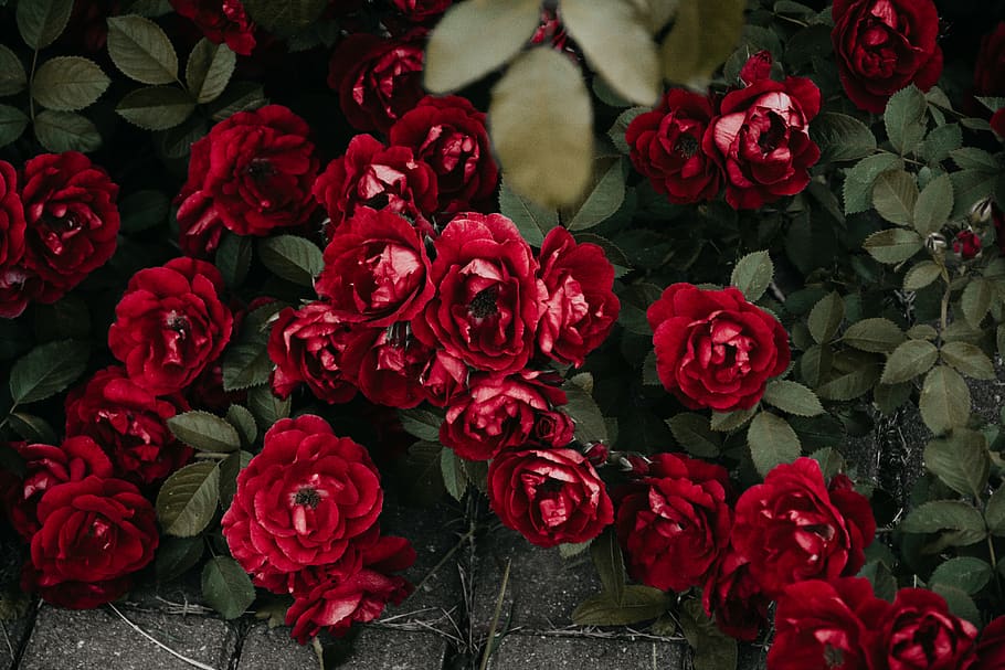 pink-petaled flowers, flowering plant, red, beauty in nature HD wallpaper